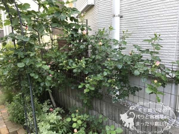 エドゥアールマネ　フェンス誘引