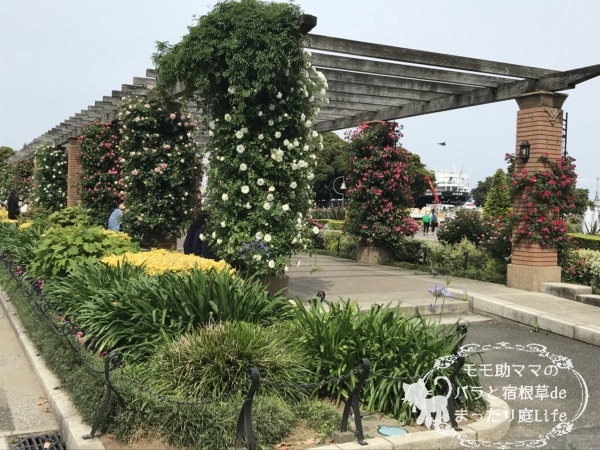 2022年5月6日 山下公園のバラ 開花状況