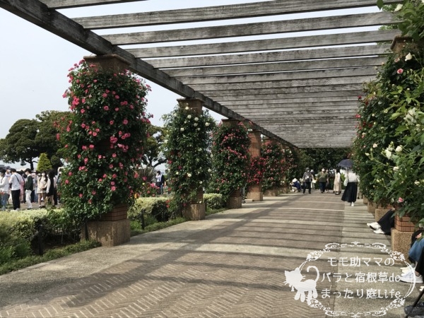 2022年5月6日 山下公園のバラ 開花状況