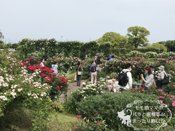 2022年5月6日 山下公園のバラ 開花状況