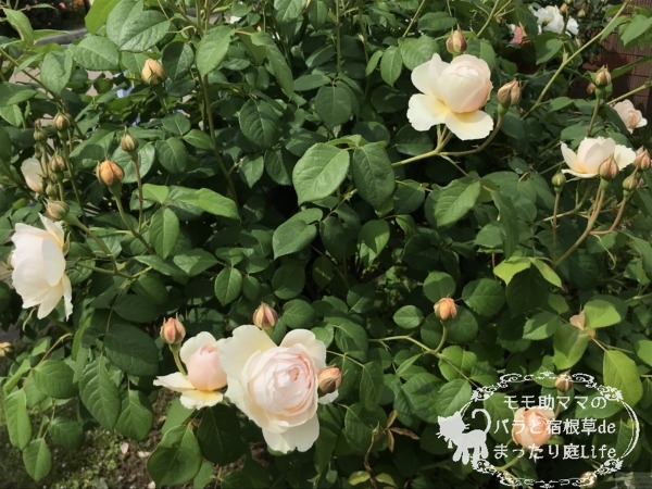 アンブリッジローズ