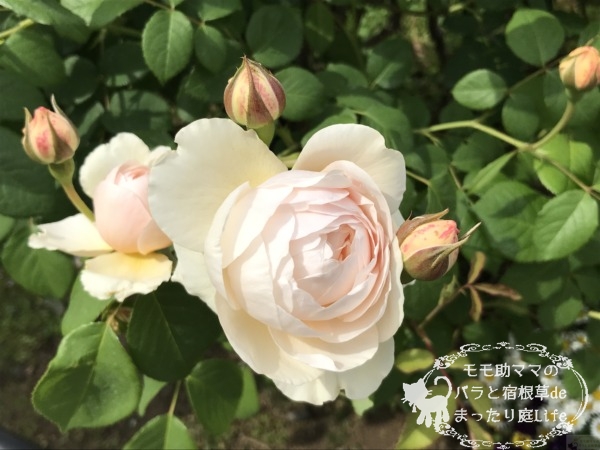 アンブリッジローズ