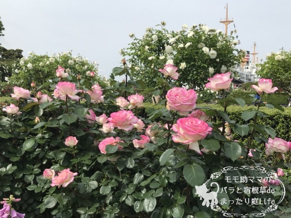 プリンセス ドゥ モナコ