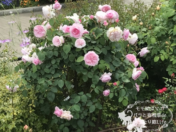 オリビアローズ・オースチン