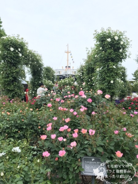 2022年5月6日 山下公園のバラ 開花状況