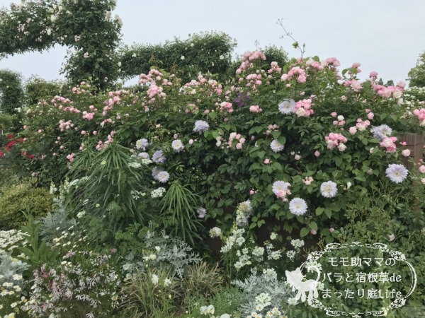 2022年5月6日 山下公園のバラ 開花状況