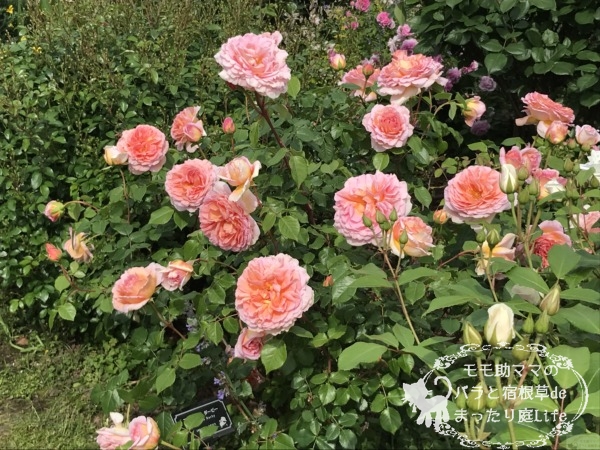 アブラハムダービー