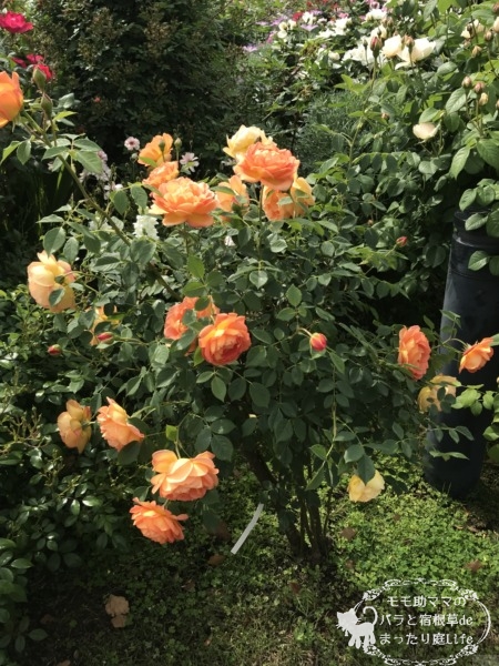 パットオースチン