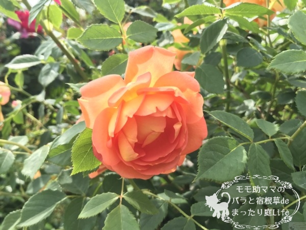 パットオースチン