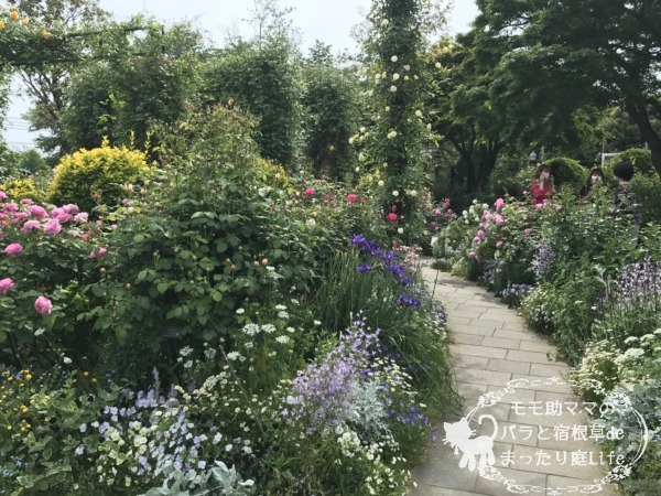 2022年5月6日　港の見える丘公園　バラ開花状況