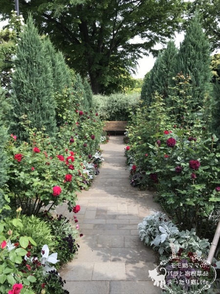 2022年5月6日　港の見える丘公園　バラ開花状況