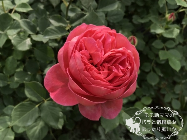 港の見える丘公園　ボスコベル