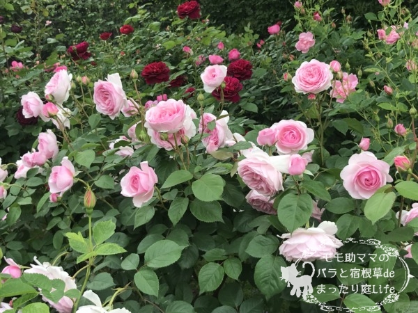 港の見える丘公園　オリビア・ローズ・オースチン