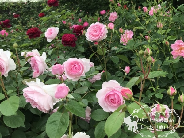 港の見える丘公園　オリビア・ローズ・オースチン