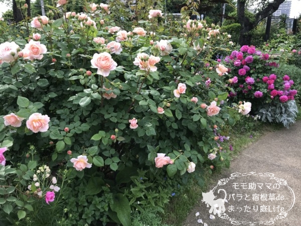 アンブリッジローズ　港の見える丘公園