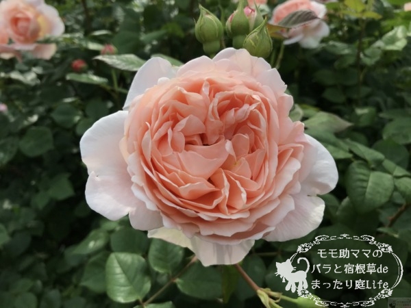 アンブリッジローズ　港の見える丘公園