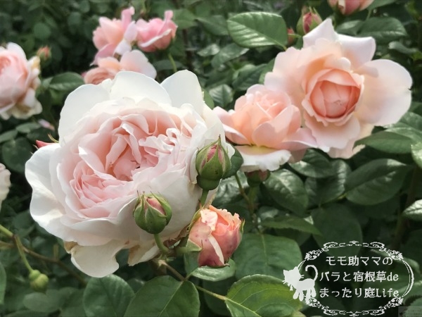 アンブリッジローズ　港の見える丘公園