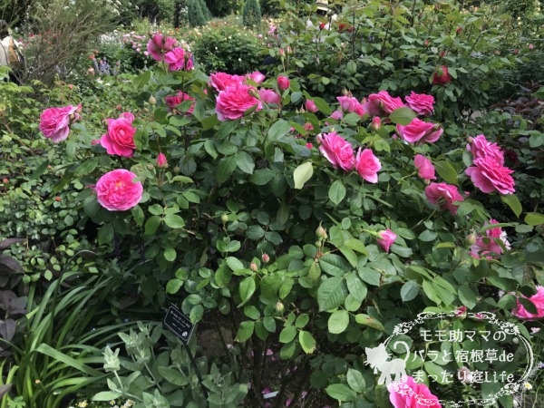 ガートルード・ジーキル　港の見える丘公園