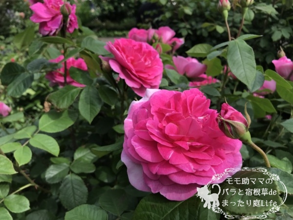 ガートルード・ジーキル　港の見える丘公園