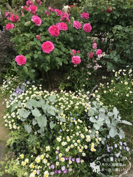 ガートルード・ジーキル　港の見える丘公園