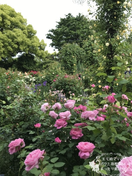 メアリー・ローズ　港の見える丘公園