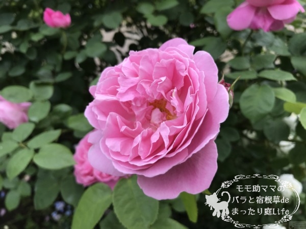 メアリー・ローズ　港の見える丘公園