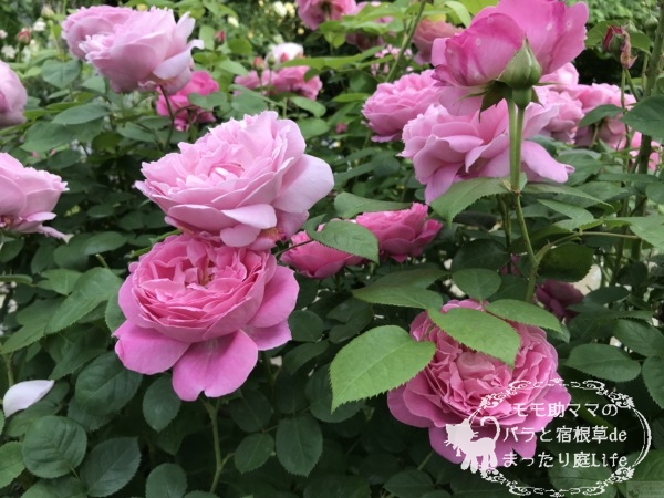 メアリー・ローズ　港の見える丘公園