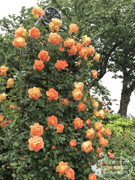 パットオースチン　港の見える丘公園