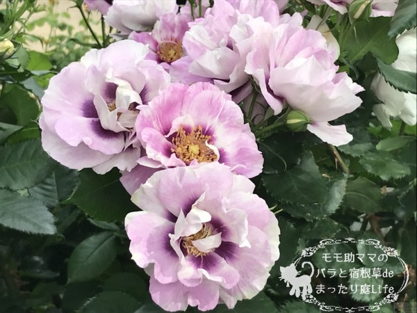 アイズ・フォー・ユー