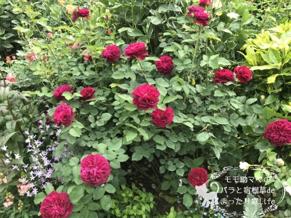 ダーシー・バッセル　港の見える丘公園