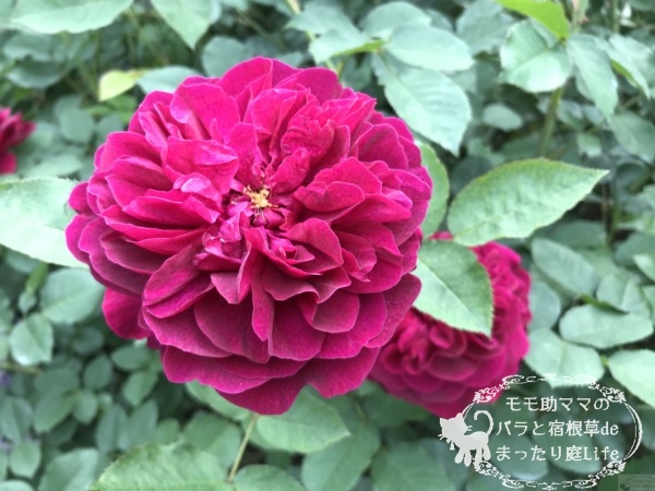 ダーシー・バッセル　港の見える丘公園