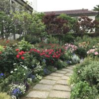 2022年5月6日　港の見える丘公園　バラ開花状況