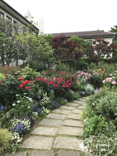 2022年5月6日　港の見える丘公園　バラ開花状況