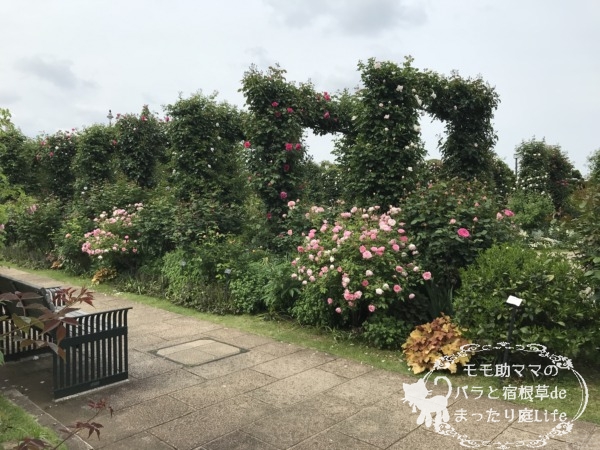 2022年5月6日　港の見える丘公園　バラ開花状況