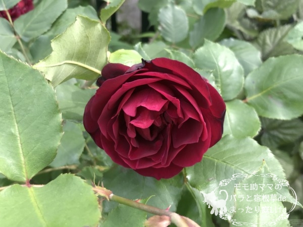 バルセロナ　薔薇　港の見える丘公園