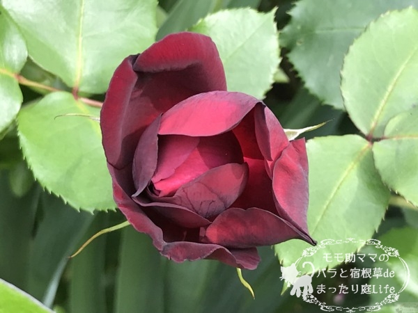 バルセロナ　薔薇　港の見える丘公園