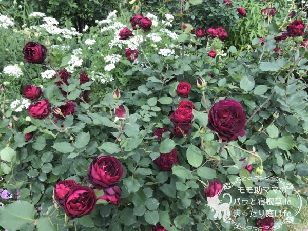 バルセロナ　薔薇　港の見える丘公園