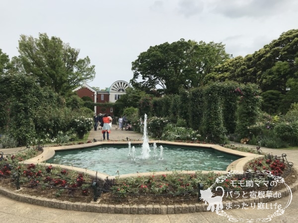 2022年5月6日　港の見える丘公園　バラ開花状況