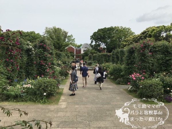 2022年5月6日　港の見える丘公園　バラ開花状況