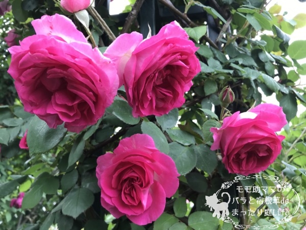 ポールスミス　港の見える丘公園