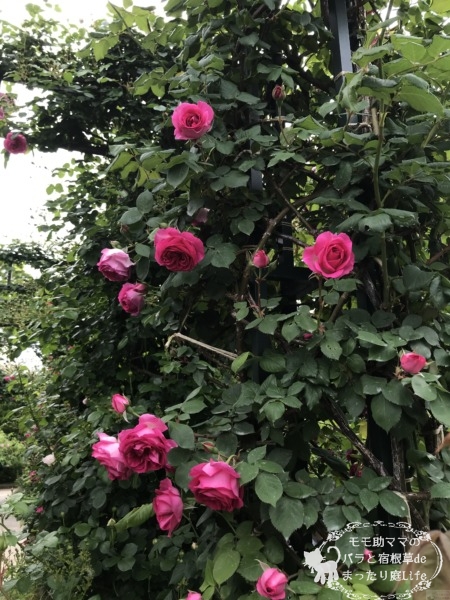 ポールスミス　港の見える丘公園