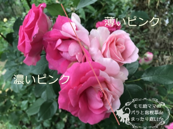 うららの枝変わり？くっきり分かれる線