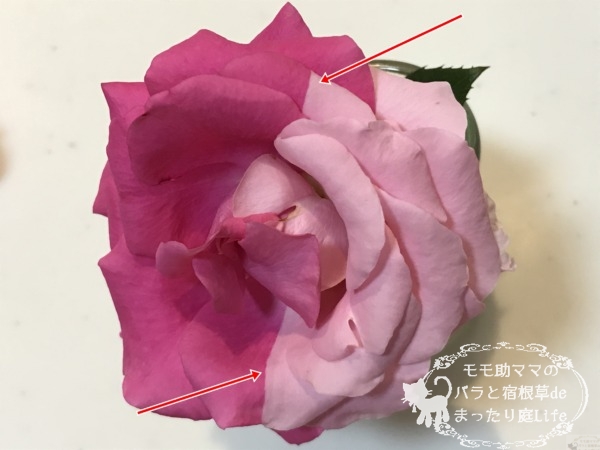 うららの枝変わり？ツートン