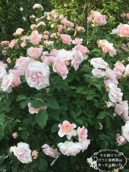 サザン・ホープ　バラ