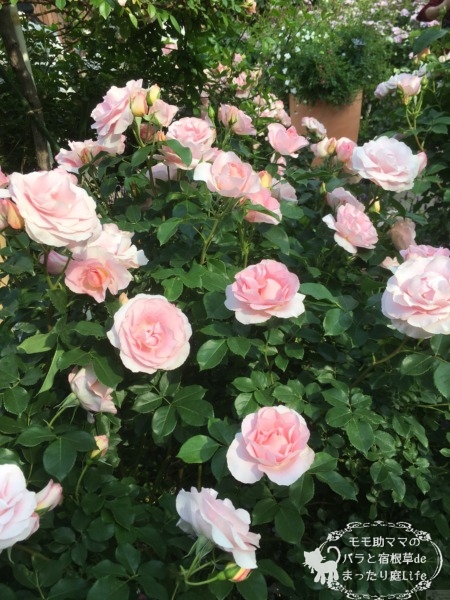 サザン・ホープ　バラ