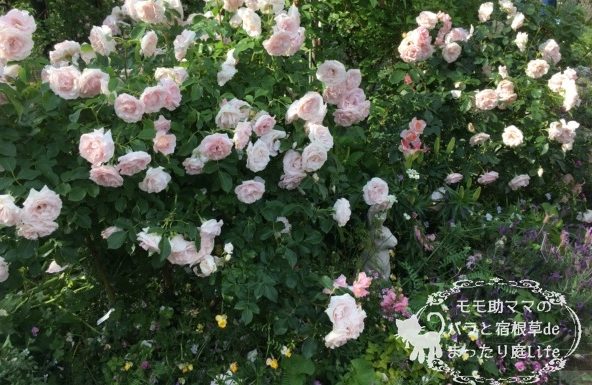 サザン・ホープ　バラ