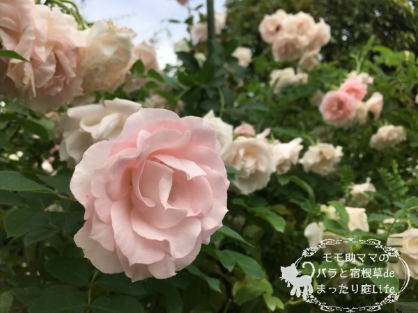 サザン・ホープ　バラ