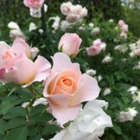 サザン・ホープ　バラ