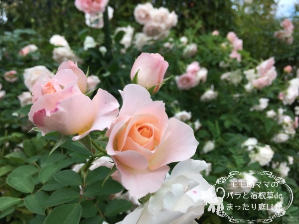 サザン・ホープ　バラ