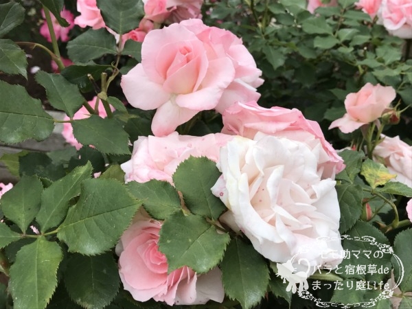 ブライダルピンク